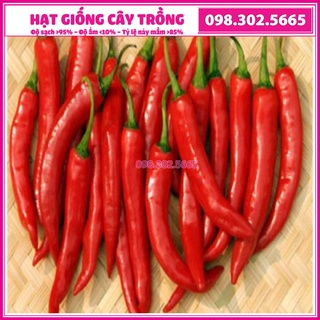 1gam Hạt giống ớt sừng đỏ trái dài cao sản - giống chất lượng cao, kháng sâu bệnh
