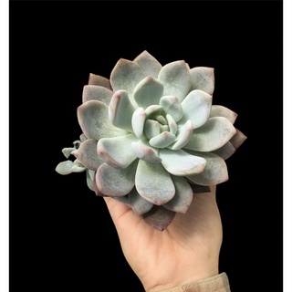 SEN ĐÁ MONROE THUẦN BB GARDEN TRÊN 7CM
