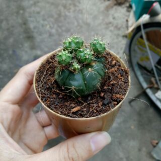 Xương rồng thần long