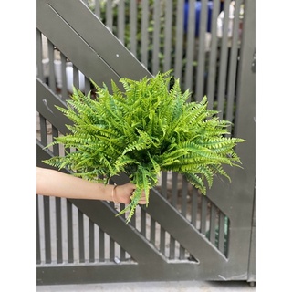 Bụi lá dương xỉ giả