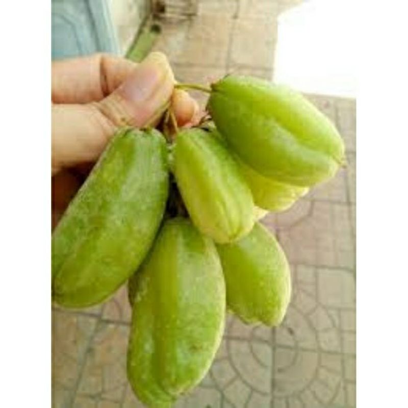 Khế tàu sai trái