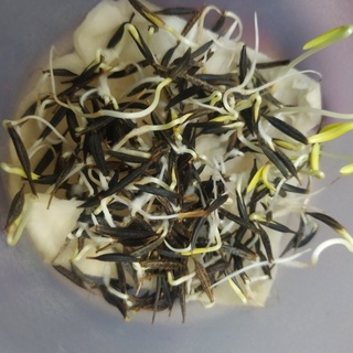 Hạt Giống Hoa Sao Nhái Mix Màu, tỷ lệ nảy mầm cao