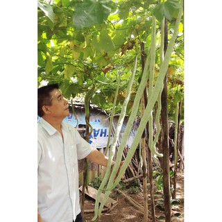 Hạt Giống Mướp Rắn F1