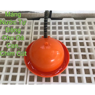 Máng Uống Gà Con - Chim Cút - Vịt - Ngan