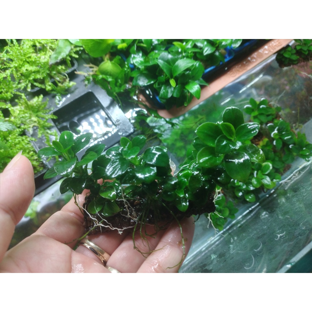 Ráy nana petite Thái full lá nước dễ trồng trang trí bonsai bể thủy sinh siêu đẹp