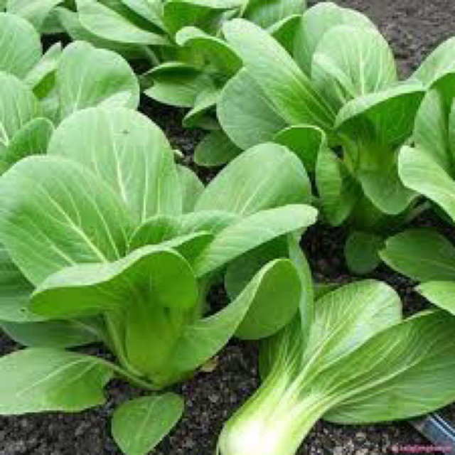 1KG HẠT GIỐNG RAU CẢI CHÍP ( CẢI THÌA )