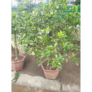 CÂY GIỐNG CHANH TỨ QUÍ