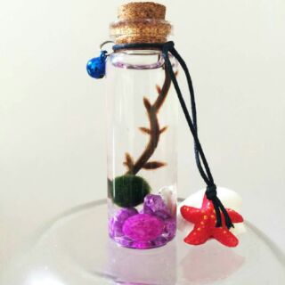 Marimo Tảo Cầu Nhật Bản