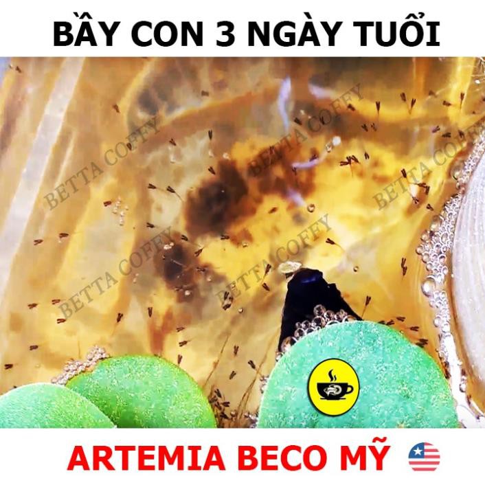 🦐 Artemia Mỹ Loại 1 - Thức ăn cho cá con mới nở | Artemia BECO