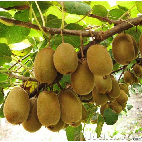 Hạt giống kiwi 50 hạt - Giàu Dinh Dưỡng