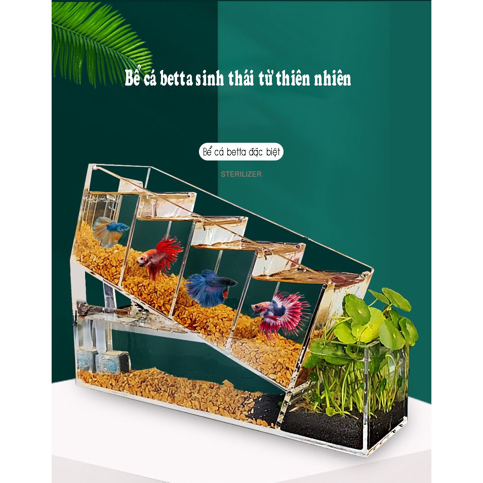 Bể cá betta acrylic đặc biệt kết cấu chéo