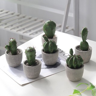 Cây xương rồng mini để bàn