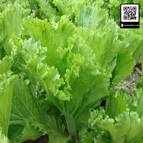 1kg hạt giống cải bẹ mào gà