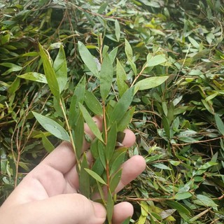 lá tràm để làm tinh dầu cho sỉ chốt