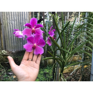 Hoa Lan Vanda Kim