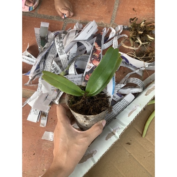 tam bảo sắc (hoa cực thơm lâu)
