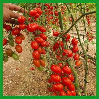 Hạt giống Cà Chua Bi
