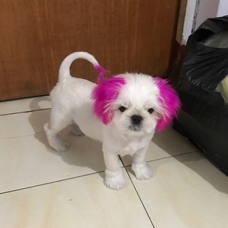 Thuốc nhuộm tóc cho thú cưng