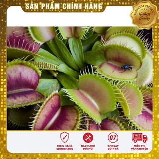 Hạt Giống Cây Bắt Côn Trùng - 5 hạt