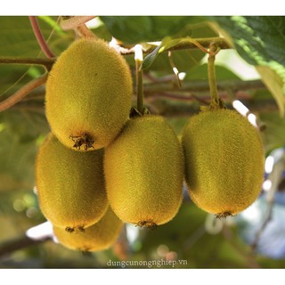 Cây giống Kiwi