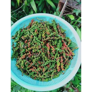 Tiêu Sọ Daklak -100gr/gói zip