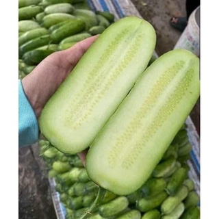 Hạt giống dưa mèo ruột đặc điện biên 55-60 hạt