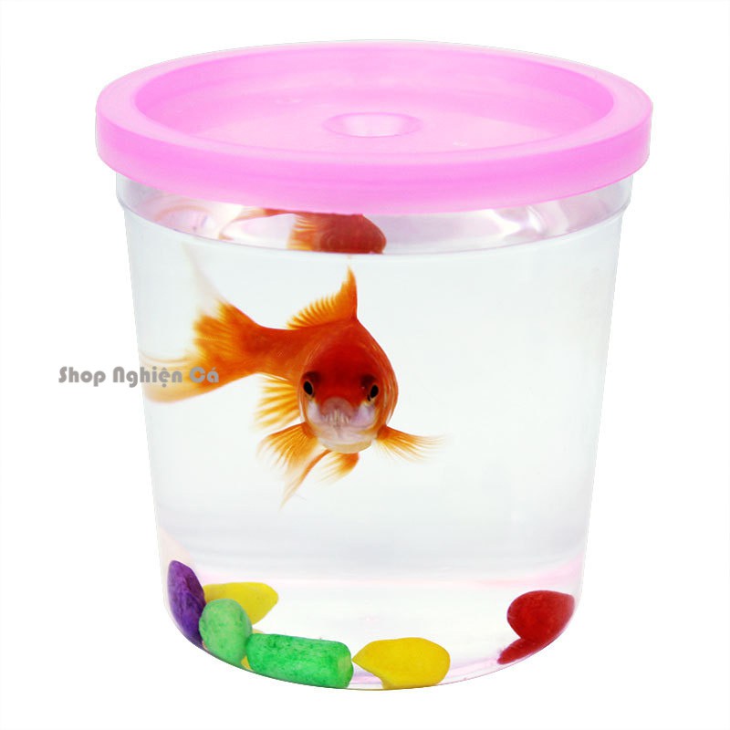  Combo 5 Hộp nhựa nuôi cá betta, bảy màu 8x8cm