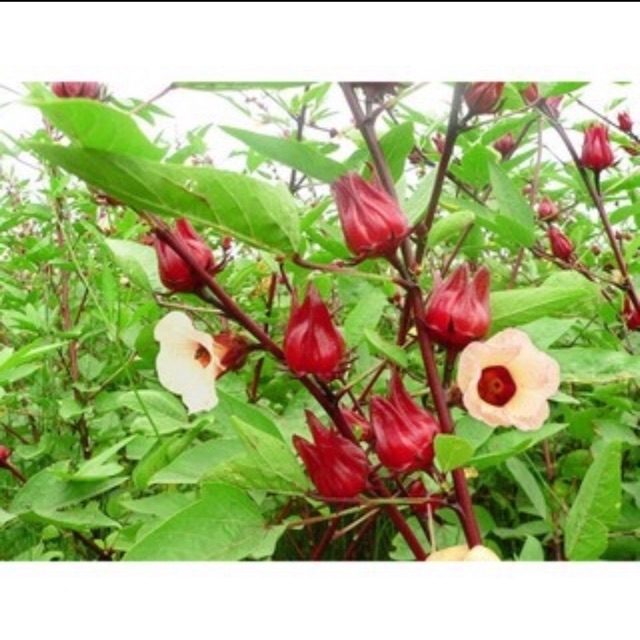 Hạt giống Atiso đỏ