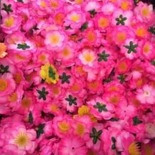 Hoa mai đào rời 150k/kg