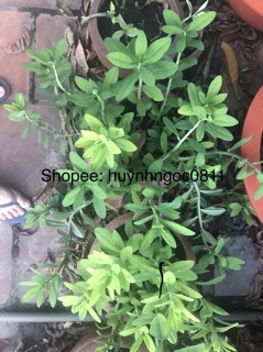 Chậu 3 cây thạch anh - cây thảo dược