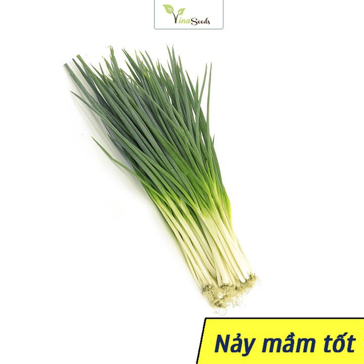 Hạt giống Hành Lá Dễ Trồng - Gói 1 Gram