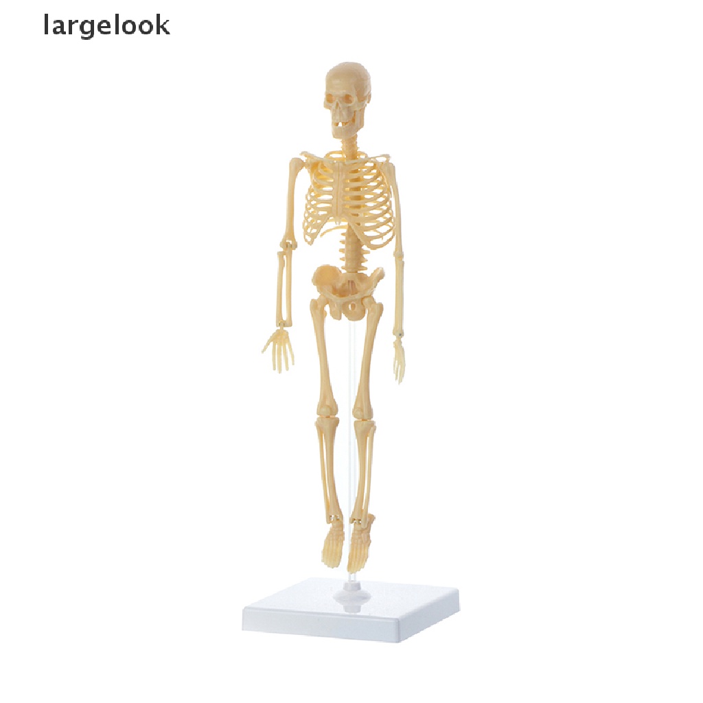 Mô Hình Cơ Thể Người Torso Có Thể Tháo Rời Cho Bé ♨Nóng Bỏng