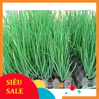 1g Hạt giống Hành lá