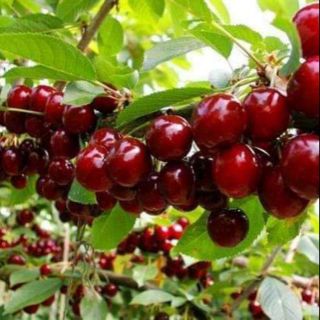 Cherry mỹ cây ghép 1 năm cho trái
