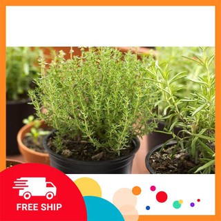 50 Hạt giống Cỏ xạ hương (tặng gói Kích nẩy mầm và Hướng dẫn) KHUYẾN MẠI TRONG NGAY