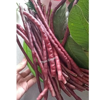 HẠT GIỐNG ĐẬU ĐŨA TÍM