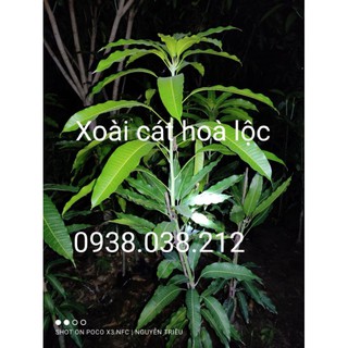 CÂY GIỐNG XOÀI CÁT HOÀ LỘC