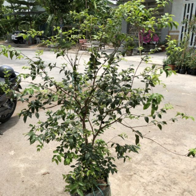 Nho thân gỗ tứ quý