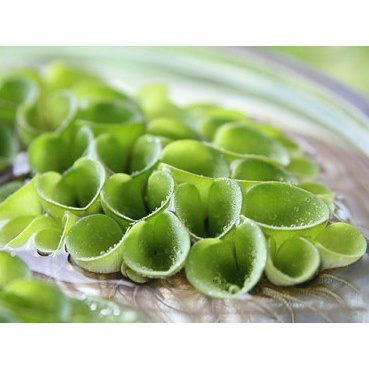 1 Cây Bèo Tổ Ong - Phụ Kiện Trang Trí Hồ Cá Dễ Trồng Dễ Sống