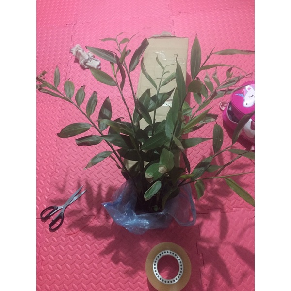 Gừng núi đá thuần