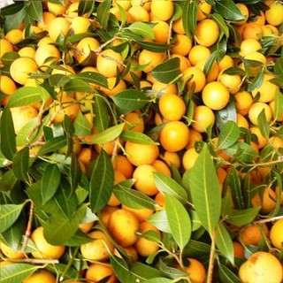 Cây giống thanh trà