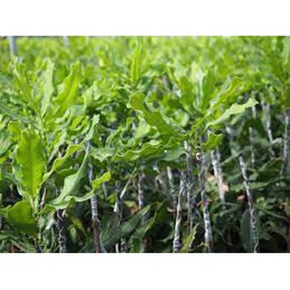 cây giống macca ghép