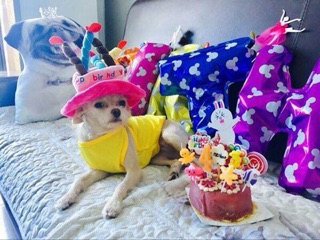 Nón sinh nhật cho CHÓ MÈO