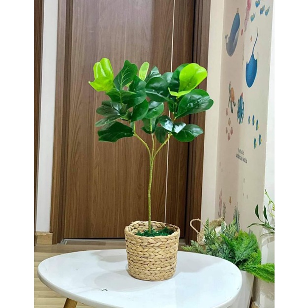 🥰 Cây bàng Singapore giả cao 65cm, 3 nhánh decor siêu siêu xinh giống thật 99%