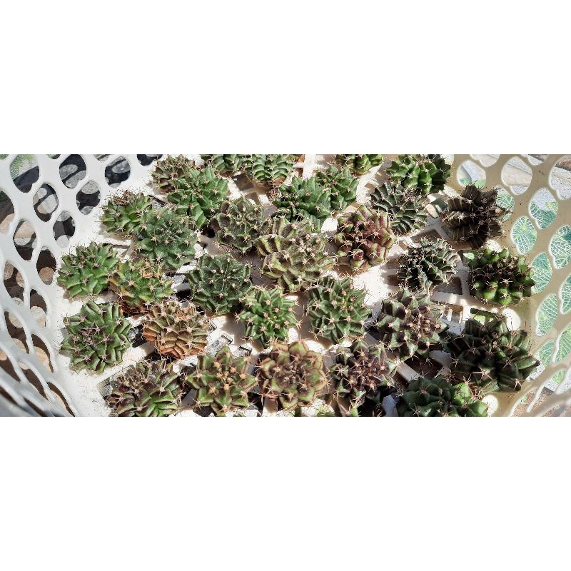 Xương rồng gym vân gieo hạt