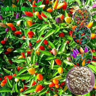 Hạt giống cây Ớt Kiểng Ngũ Sắc, cây Ớt Cảnh (1 gói 20 hạt) Ớt trái đẹp, trồng làm cảnh
