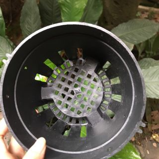 Chậu nhựa trồng lan phi 16 [Giá sỉ]