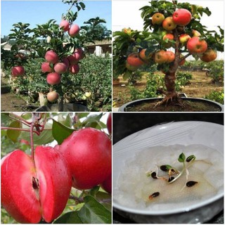 Hạt giống táo đỏ lùn của Mỹ 10 hạt (TẶNG gói kích thích hạt nảy mầm)