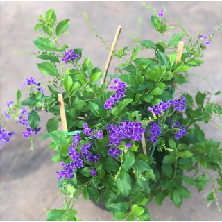 Cây chuỗi ngọc Thái