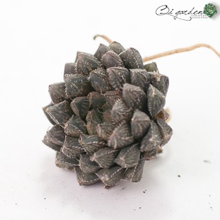 Sen đá kim cương Haworthia 'MirrorBall'
